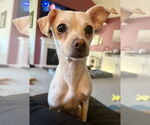Small #1 Chihuahua Mix