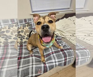 American Pit Bull Terrier-Unknown Mix Dogs for adoption in Rockaway, NJ, USA