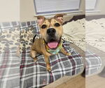 Small American Pit Bull Terrier Mix