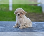 Small #5 Poodle (Toy)