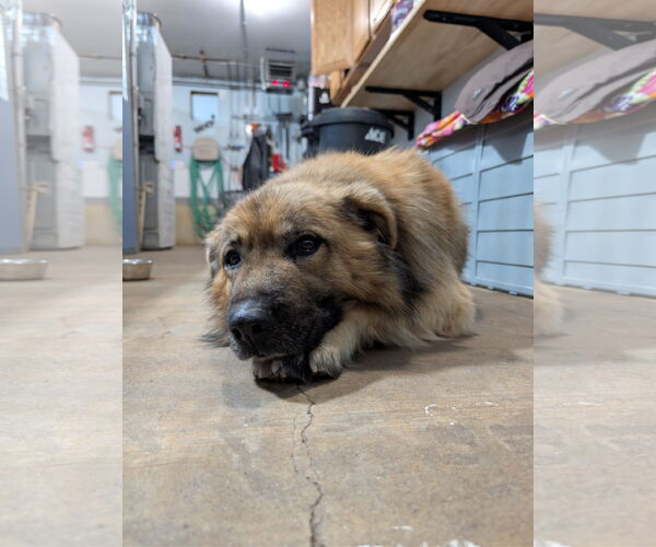 Medium Photo #2 Mutt Puppy For Sale in Chinook, MT, USA