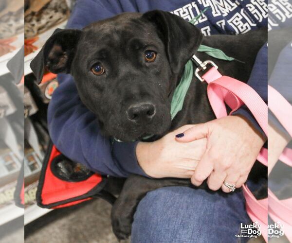Medium Photo #6 Labrador Retriever-Unknown Mix Puppy For Sale in Washington, DC, USA