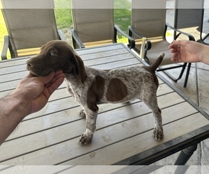 German Shorthaired Pointer Litter for sale in MC FARLAND, CA, USA