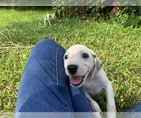 Medium Photo #9 Dalmatian Puppy For Sale in MERRITT IS, FL, USA