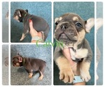 Puppy Calvin French Bulldog