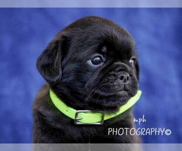 Medium Photo #2 Jug Puppy For Sale in LIBERTY, KY, USA