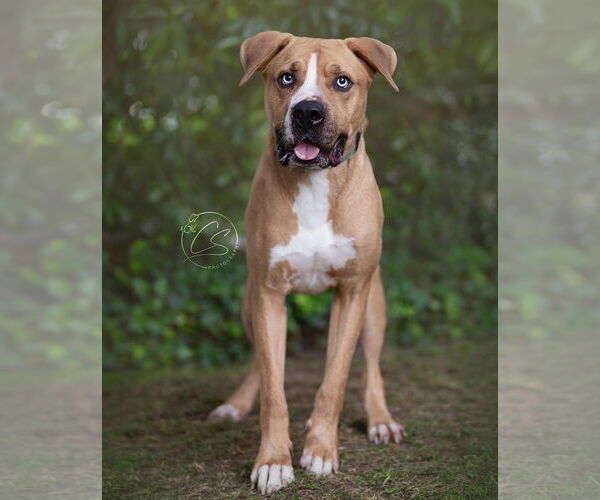 Medium Photo #2 Boxer-Mastiff Mix Puppy For Sale in Marina Del Rey, CA, USA