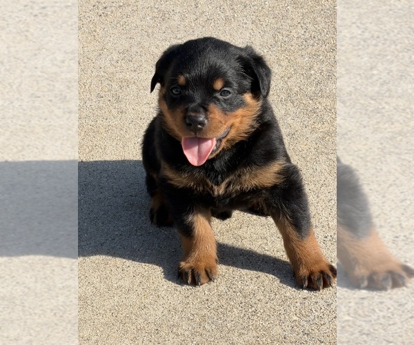 Medium Photo #6 Rottweiler Puppy For Sale in HICKORY, NC, USA