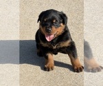 Small #5 Rottweiler