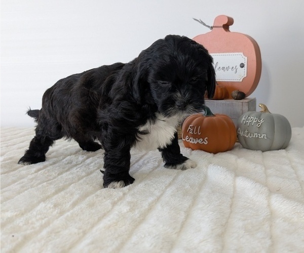 Medium Photo #27 ShihPoo Puppy For Sale in GOSHEN, IN, USA