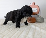 Small Photo #27 ShihPoo Puppy For Sale in GOSHEN, IN, USA