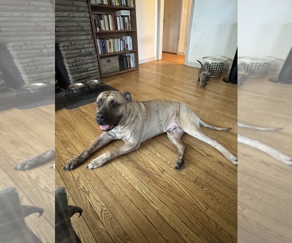 Medium Photo #1 America Bandogge Mastiff Puppy For Sale in AMSTERDAM, NY, USA