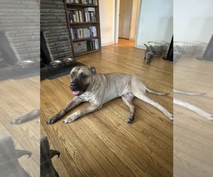Father of the America Bandogge Mastiff puppies born on 07/09/2026