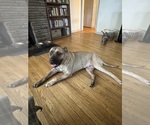 Small Photo #1 America Bandogge Mastiff Puppy For Sale in AMSTERDAM, NY, USA