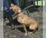 Small #2 Mutt
