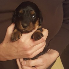 Dachshund Puppy for sale in SPRING CITY, TN, USA