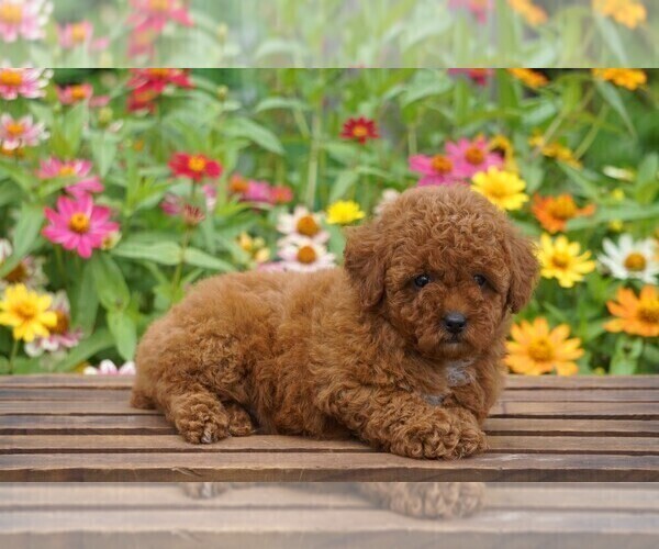 Medium Photo #6 Poodle (Toy) Puppy For Sale in FREDERICKSBURG, OH, USA