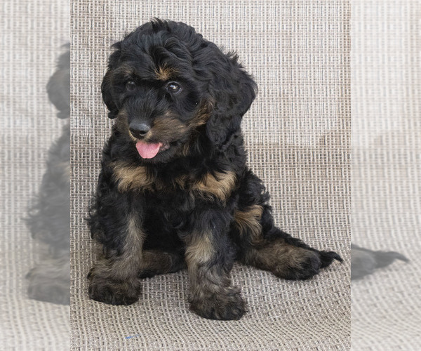 Medium Photo #1 Cavapoo (Miniature)-Goldendoodle Mix Puppy For Sale in SAINT MARYS, KS, USA
