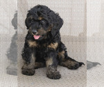 Puppy Teddy Cavapoo (Miniature)-Goldendoodle Mix