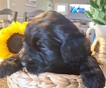 Small Photo #29 Goldendoodle Puppy For Sale in LOUISA, VA, USA