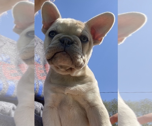Medium Photo #1 French Bulldog Puppy For Sale in SIOUX FALLS, SD, USA