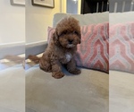 Small Photo #6 Cavapoo Puppy For Sale in LAS VEGAS, NV, USA