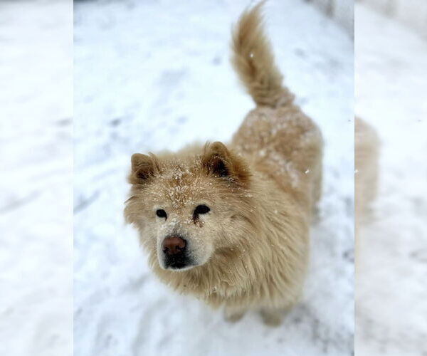 Medium Photo #2 Chow Chow Puppy For Sale in Landenberg, PA, USA
