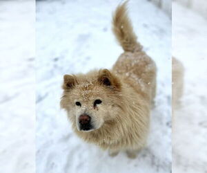 Tyron - Male Chow Chow Dog for Adoption - Photo #2