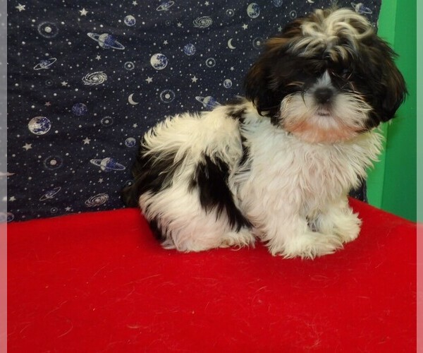 Medium Photo #17 Shih Tzu Puppy For Sale in PATERSON, NJ, USA