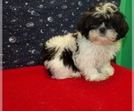 Small Photo #17 Shih Tzu Puppy For Sale in PATERSON, NJ, USA