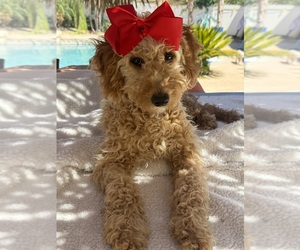 Goldendoodle (Miniature) Puppy for Sale in MENIFEE, California USA