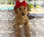 Goldendoodle - Female Goldendoodle (Miniature) Puppy for Sale - Small photo