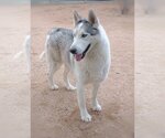 Small Photo #3 Siberian Husky Puppy For Sale in Apple Valley, CA, USA