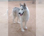 Small #2 Siberian Husky