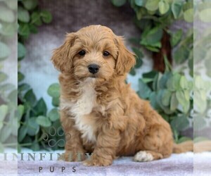 Cavachon-Poodle (Miniature) Mix Puppy for sale in GORDONVILLE, PA, USA