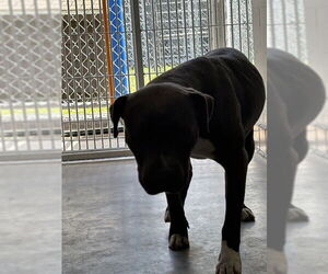 American Pit Bull Terrier-Unknown Mix Dogs for adoption in Sanford, FL, USA