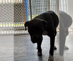 Small American Pit Bull Terrier Mix