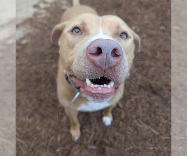 Medium Photo #4 American Pit Bull Terrier-Unknown Mix Puppy For Sale in Houston, TX, USA