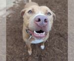Small #3 American Pit Bull Terrier Mix