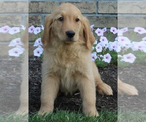 Golden Retriever Puppy for sale in FREDERICKSBURG, OH, USA