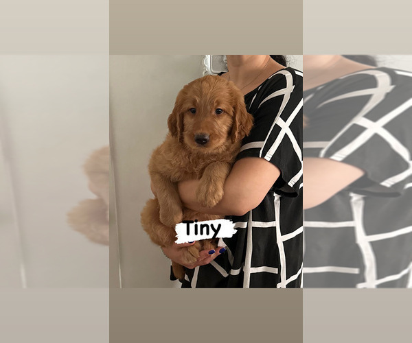 Medium Photo #6 Goldendoodle Puppy For Sale in GLENDALE, CA, USA