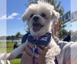 Small #2 Maltese