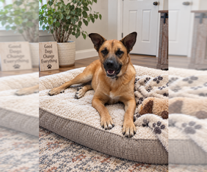Shepradors Dogs for adoption in MIDWAY, UT, USA