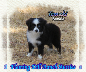 Miniature Australian Shepherd Puppy for sale in FORESTBURG, TX, USA