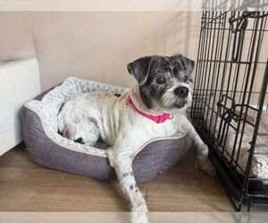 Spotty - Male Mutt Dog for Adoption - Photo #2