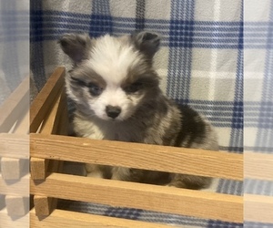 Miniature Australian Shepherd Puppy for sale in FORT MORGAN, CO, USA