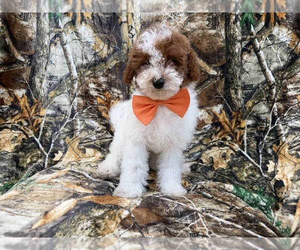 Medium Photo #2 Poodle (Miniature) Puppy For Sale in LAKELAND, FL, USA
