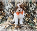 Small #1 Poodle (Miniature)
