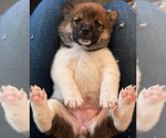 Puppy White Shiba Inu