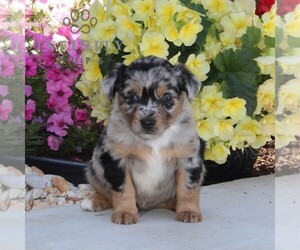 Miniature Australian Shepherd Puppy for sale in OXFORD, PA, USA